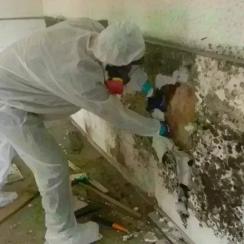 Mold Remediation and Removal in North Hills, CA